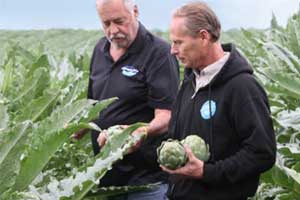farmers and artichokes