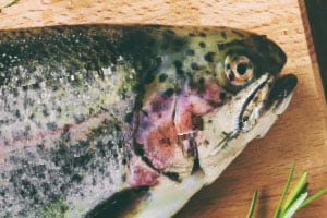 rainbow trout