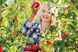 apple picking