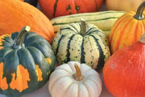 pumpkin variety